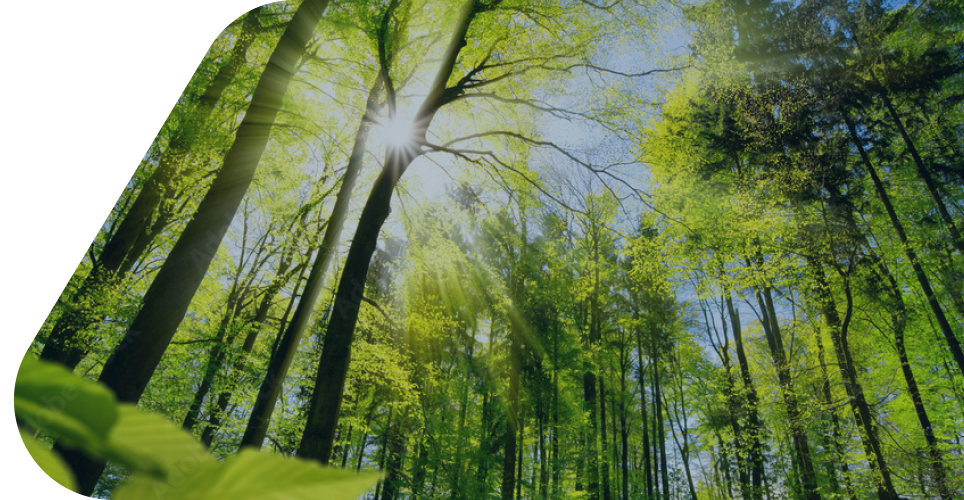 Sunny forest