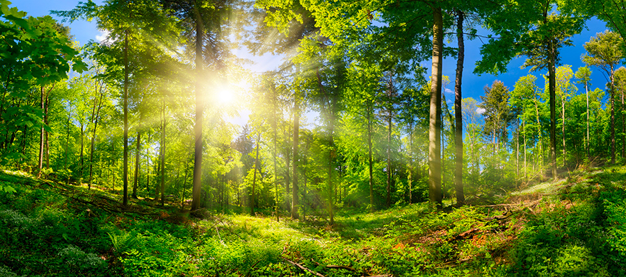 Sunshine across a forest